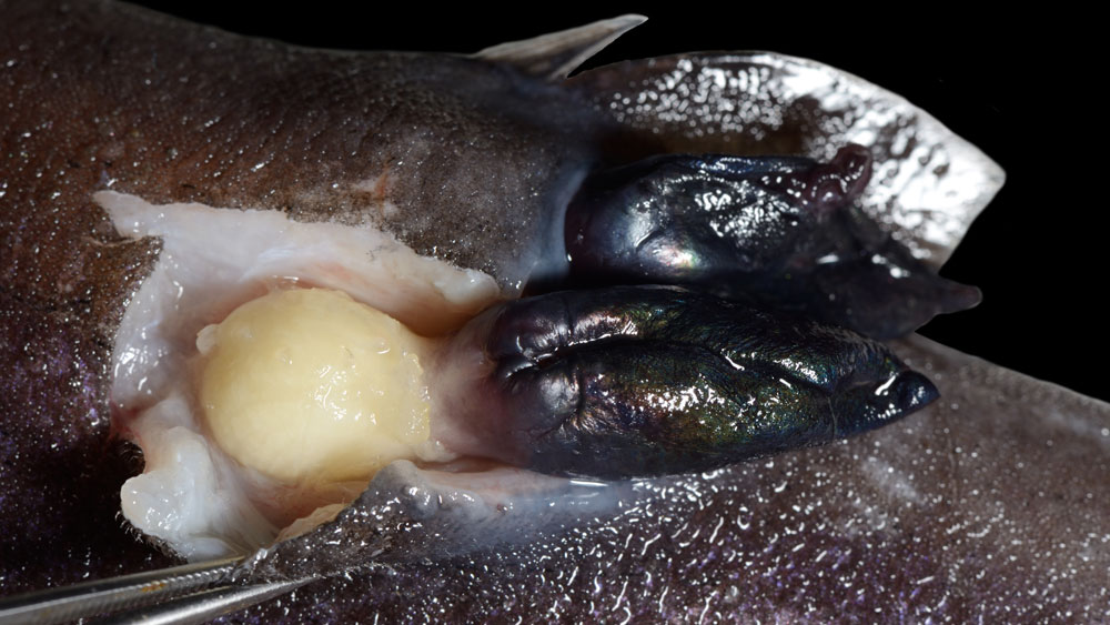 Представитель Семейства Anelasmatidae